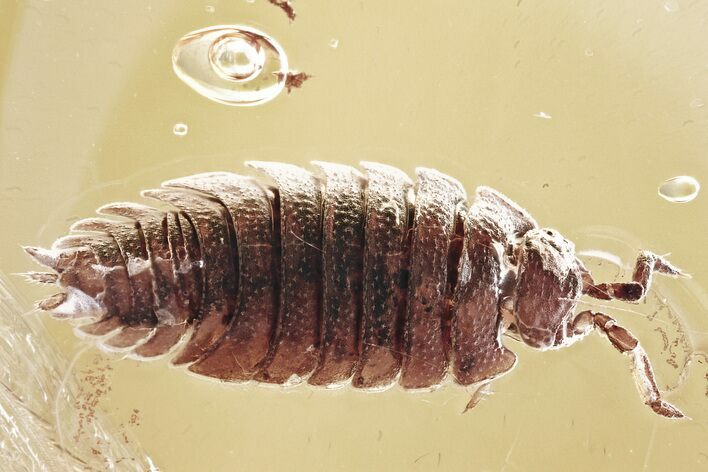 Detailed Fossil Woodlouse (Oniscidae) In Baltic Amber - Rare #307203